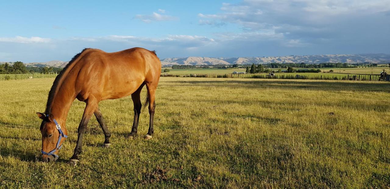 Estancia Farm Stay ماسترتون المظهر الخارجي الصورة